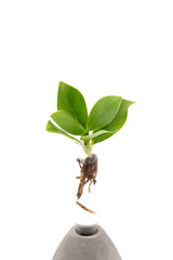 Clusia Princess Idroponica in goccia di cemento - Clusia-princess-goccia-di-cemento