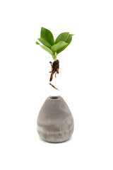 Clusia Princess Idroponica in goccia di cemento - Clusia-princess-goccia-di-cemento