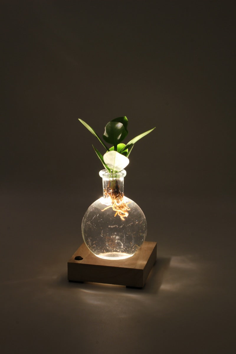 Clusia in sfera di vetro su base LED - Clusia-sfera-led