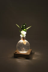 Clusia in sfera di vetro su base LED - Clusia-sfera-led