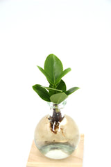 Clusia in sfera di vetro su base LED - Clusia-sfera-led