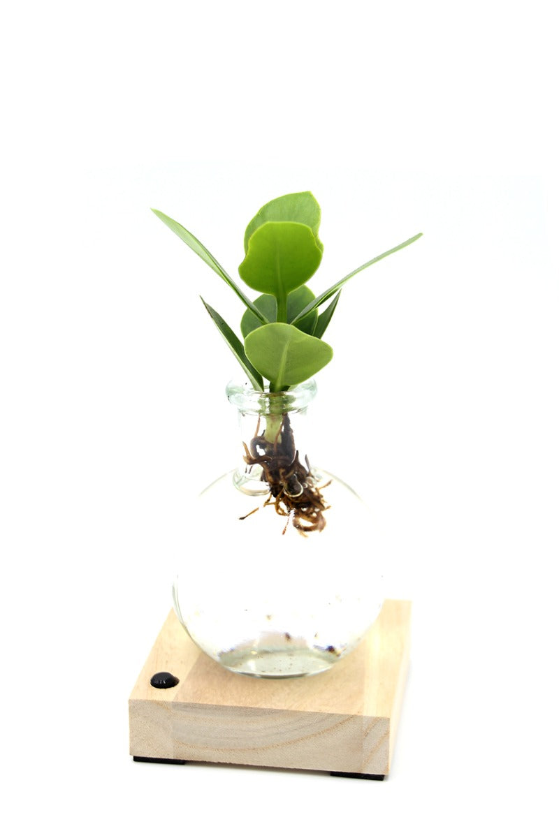 Clusia in sfera di vetro su base LED - Clusia-sfera-led