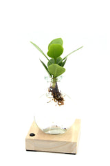 Clusia in sfera di vetro su base LED - Clusia-sfera-led