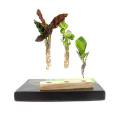 Mix Idroponico Zen - 291077