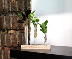 Mix Idroponico Zen - 291077