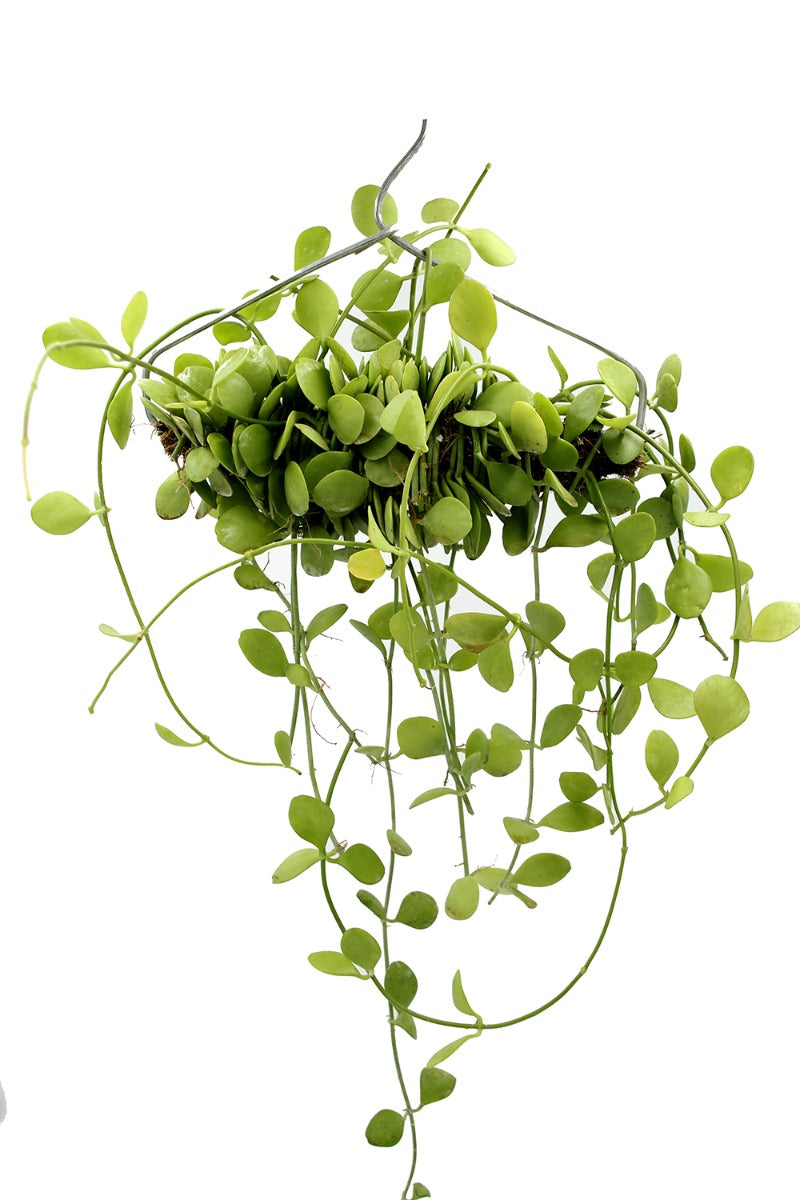 Dischidia su appendiabiti - Dischidia-su-appendiabiti