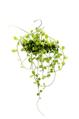 Dischidia su appendiabiti - Dischidia-su-appendiabiti