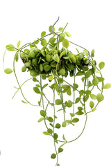 Dischidia su appendiabiti - Dischidia-su-appendiabiti