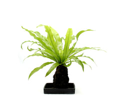 Asplenium su roccia vulcanica - Lova-Asplenium