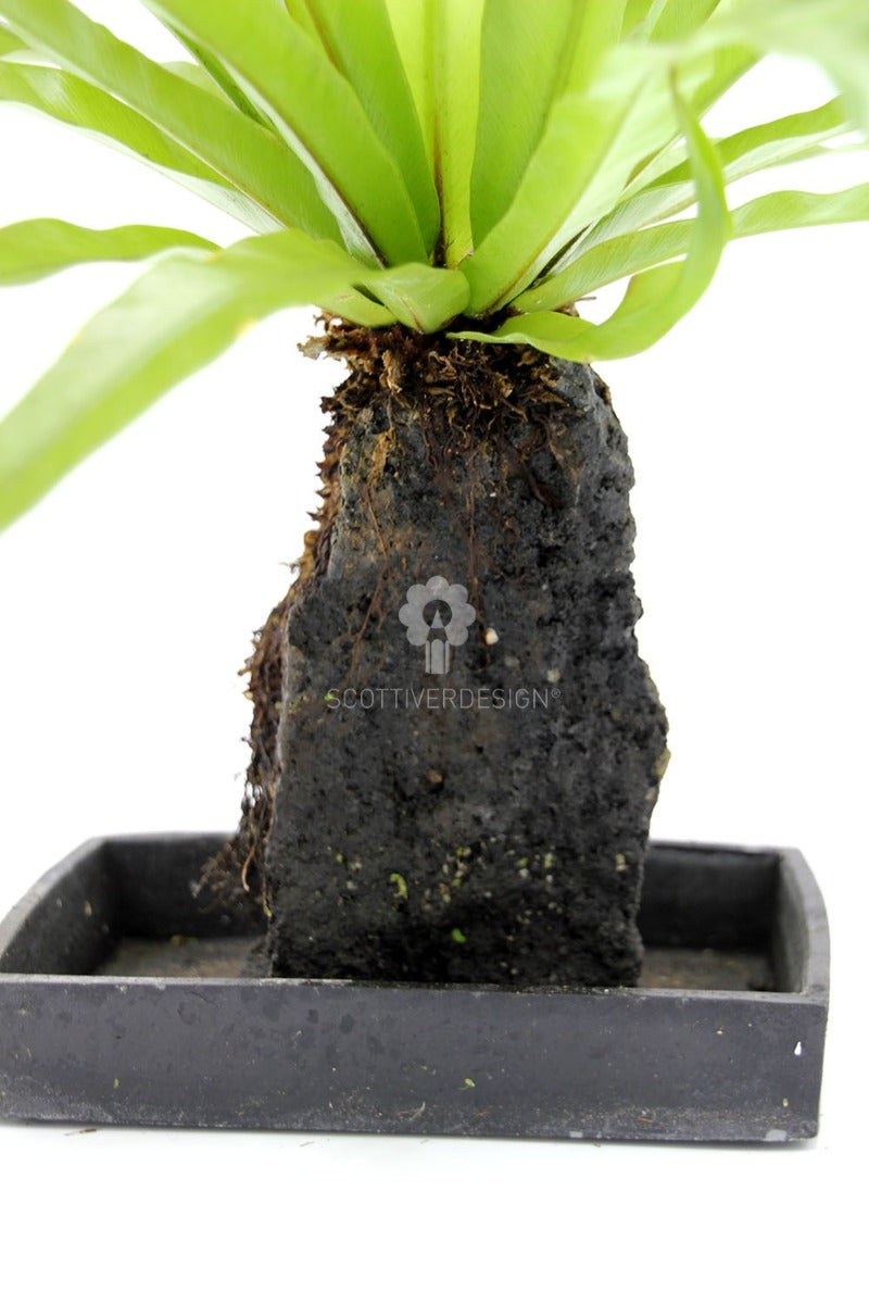 Asplenium su roccia vulcanica - Lova-Asplenium