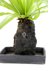 Asplenium su roccia vulcanica - Lova-Asplenium