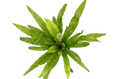 Asplenium su roccia vulcanica - Lova-Asplenium