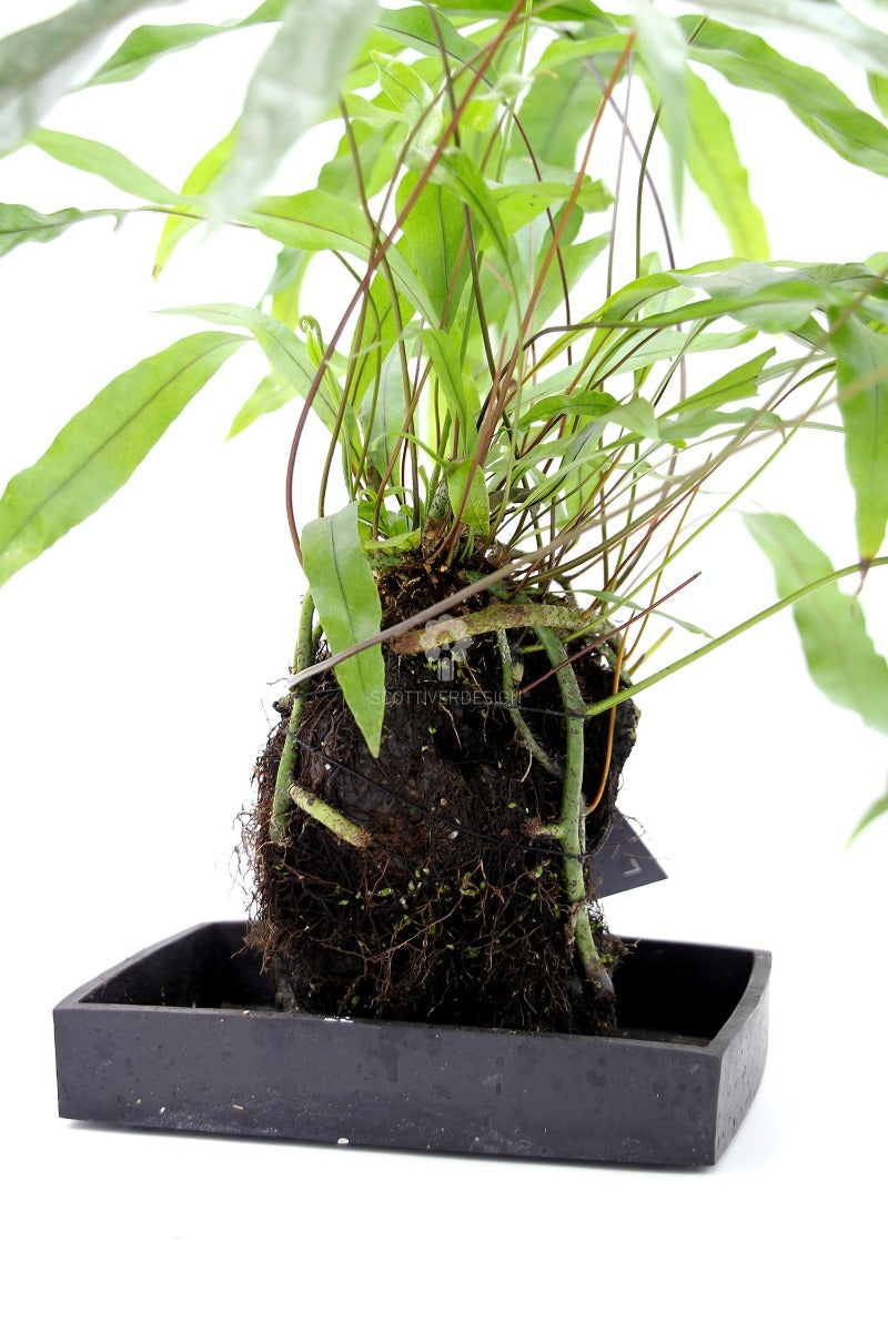 Felce Diversifolium su roccia vulcanica - Lova-Diversifolium