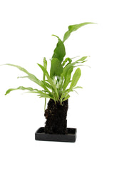 Felce Microsorum Punctatum su roccia vulcanica - Lova-Microsorum-punctatum