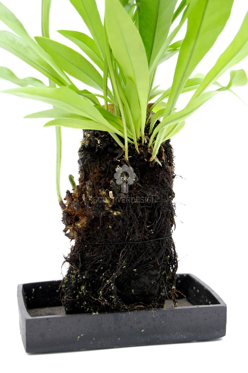 Felce Microsorum Punctatum su roccia vulcanica - Lova-Microsorum-punctatum