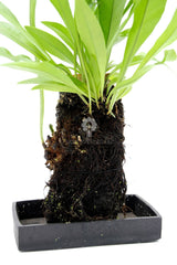 Felce Microsorum Punctatum su roccia vulcanica - Lova-Microsorum-punctatum