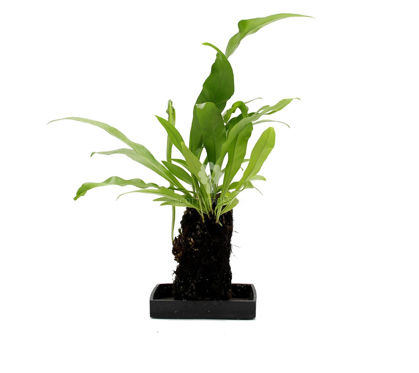 Felce Microsorum Punctatum su roccia vulcanica - Lova-Microsorum-punctatum