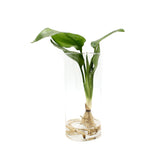 Strelitzia Idroponica in Cilindro di Vetro - strelitzia_idro_vetro