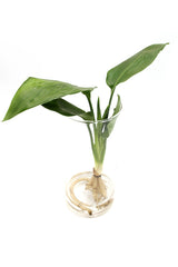 Strelitzia Idroponica in Cilindro di Vetro - strelitzia_idro_vetro