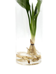 Strelitzia Idroponica in Cilindro di Vetro - strelitzia_idro_vetro