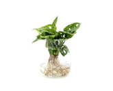 Filodendro Monstera Obliqua Monkey Mask idrocoltura : Piante verdi da appartamento - Filodendro-idro-monkey-mask