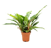 Filodendro Narrow Escape : Piante particolari da appartamento - Filodendro-narrow-escape-vaso19