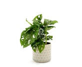 Filodendro Monstera Oblica Monkey Mask : Piante verdi da appartamento - filodendron-monkeymask