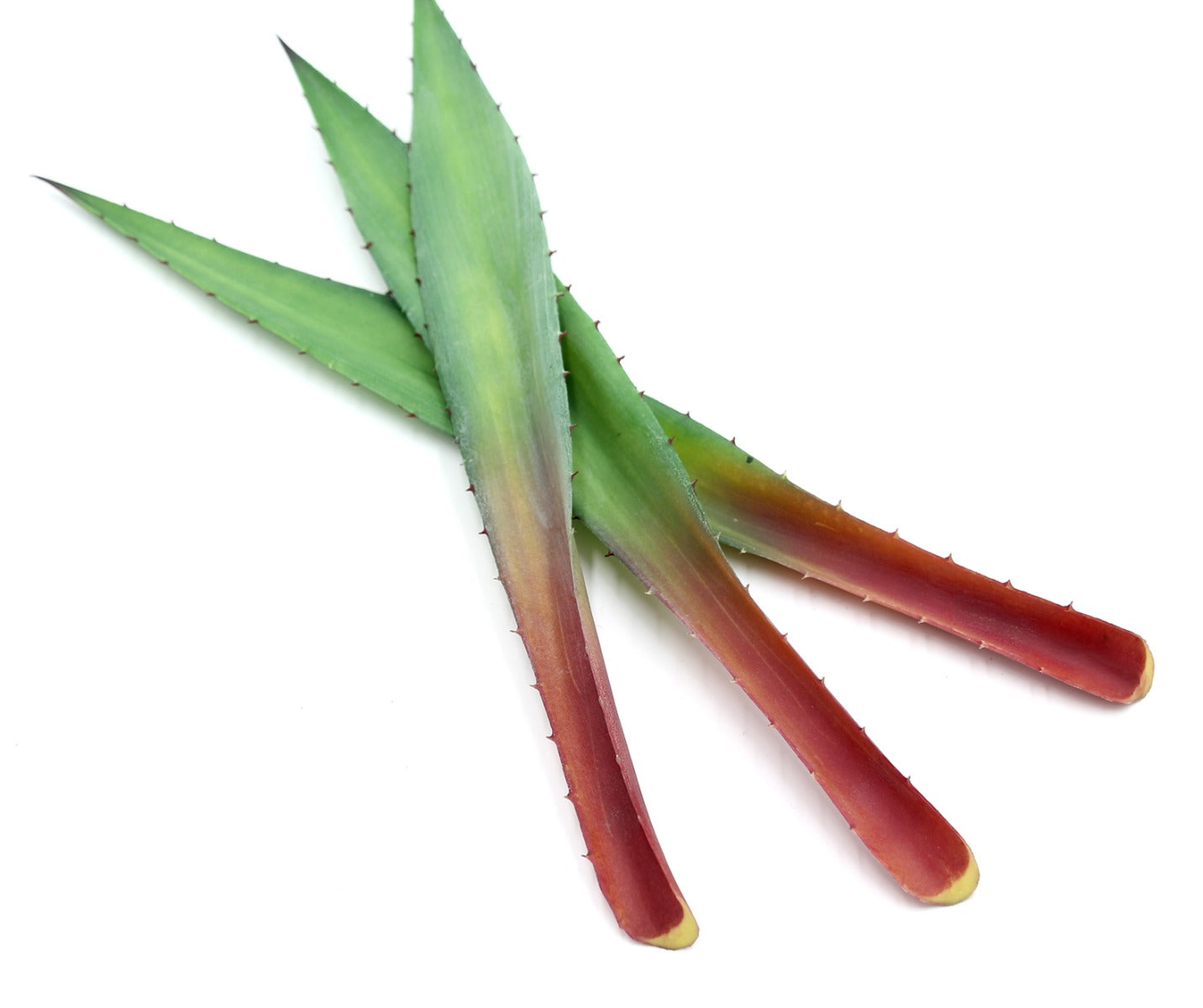 Foglie di Aloe finta 2Pz/Ass: piante artificiali di qualità - 235159
