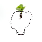 Clusia Idro Lady | Piante idroponiche in vasi di design Limited Edition - idro-27600