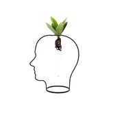 Clusia Idro Man | Piante idroponiche in vasi di design Limited Edition - idro-27601