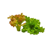 Lattuga Indivia artificiale X2 assortita di colore : Verdura decorativa artificiale - 250647