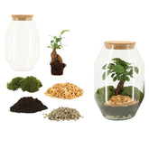 Kit Terrarium Fai da Te Ginseng H25 – Crea il tuo Ecosistema in Vetro
