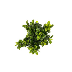 Ficus Ginseng in kokedama - kokedama-ginseng