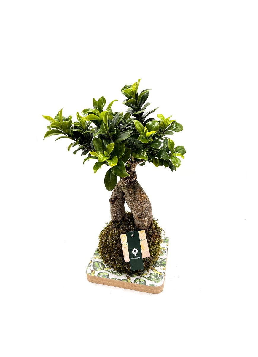 Ficus Ginseng in kokedama - kokedama-ginseng