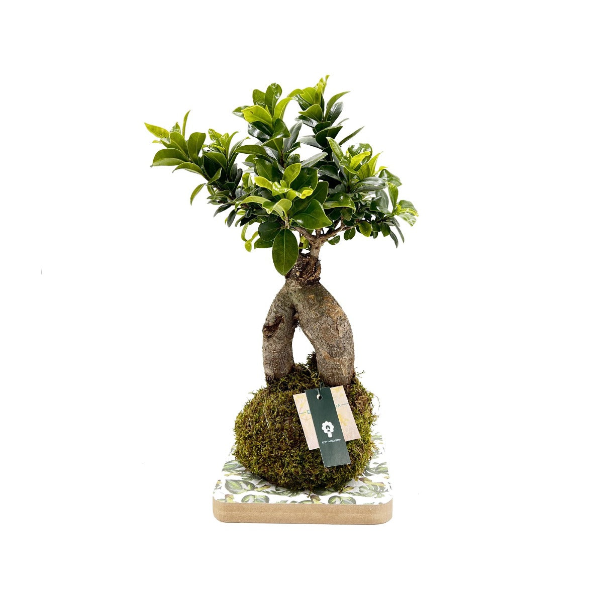 Ficus Ginseng in kokedama - kokedama-ginseng