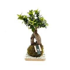 Ficus Ginseng in kokedama - kokedama-ginseng