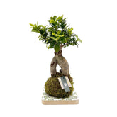 Ficus Ginseng in kokedama - kokedama-ginseng