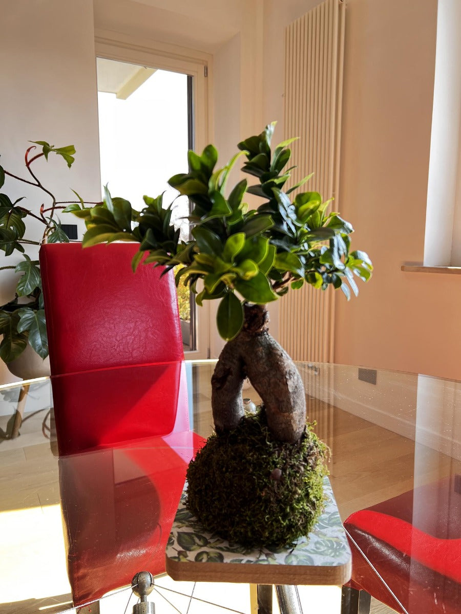 Ficus Ginseng in kokedama - kokedama-ginseng