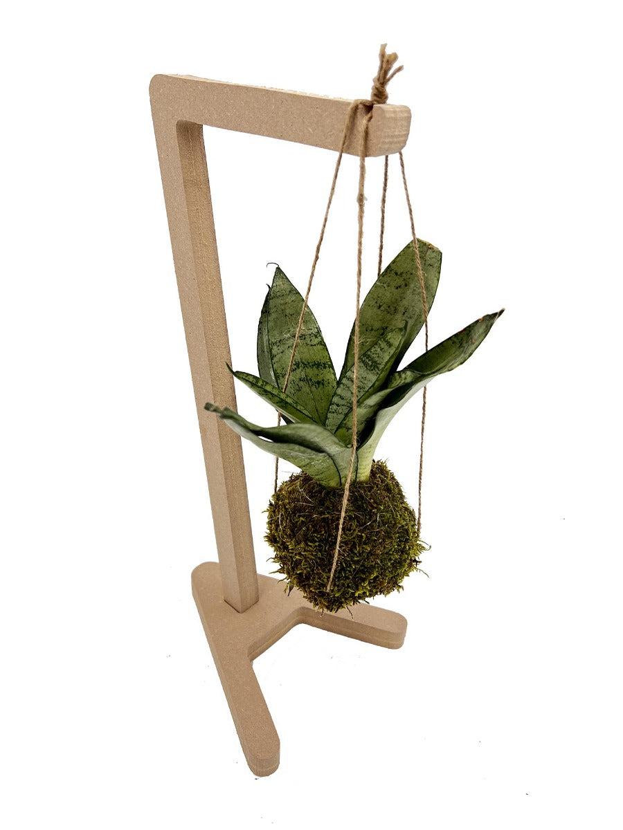 Kokedama di Sansevieria sospesa - kokedama-sansevieria-sospesa