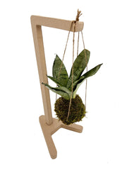 Kokedama di Sansevieria sospesa - kokedama-sansevieria-sospesa
