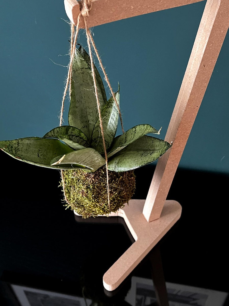 Kokedama di Sansevieria sospesa - kokedama-sansevieria-sospesa