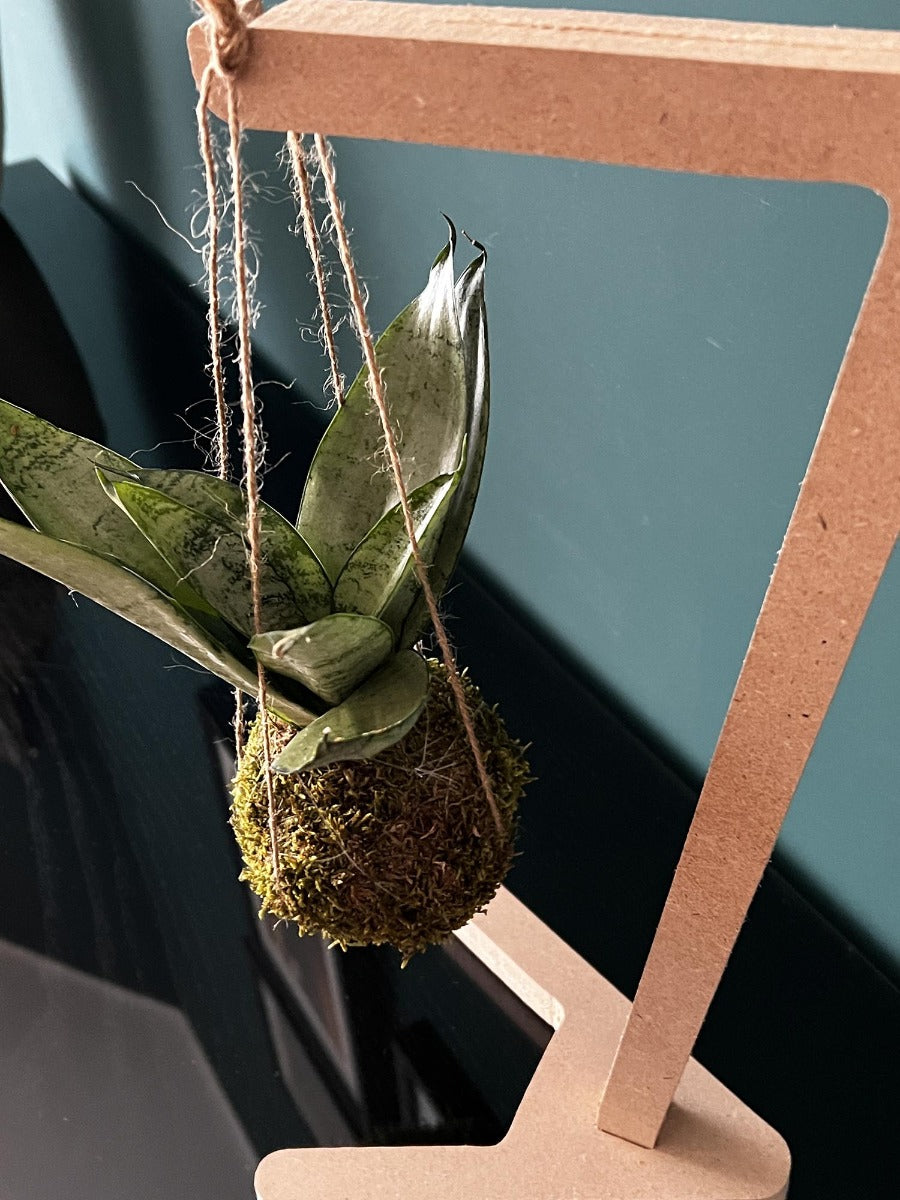 Kokedama di Sansevieria sospesa - kokedama-sansevieria-sospesa