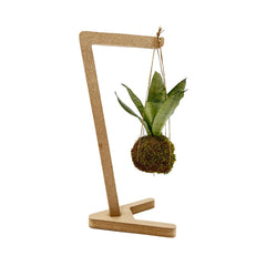 Kokedama di Sansevieria sospesa - kokedama-sansevieria-sospesa