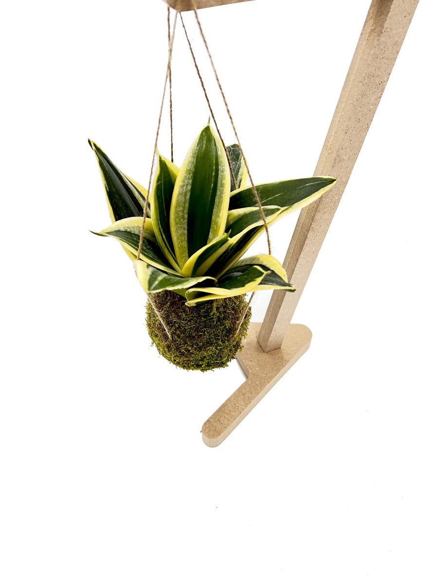Kokedama di Sansevieria Trifasciata sospesa - kokedama-sansevieria-trifasciata-sospesa