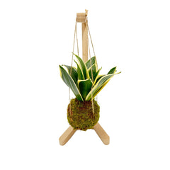 Kokedama di Sansevieria Trifasciata sospesa - kokedama-sansevieria-trifasciata-sospesa
