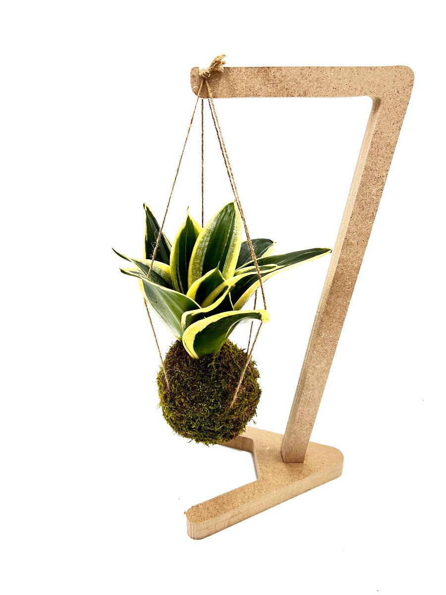 Kokedama di Sansevieria Trifasciata sospesa - kokedama-sansevieria-trifasciata-sospesa