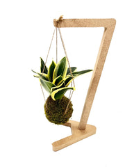 Kokedama di Sansevieria Trifasciata sospesa - kokedama-sansevieria-trifasciata-sospesa