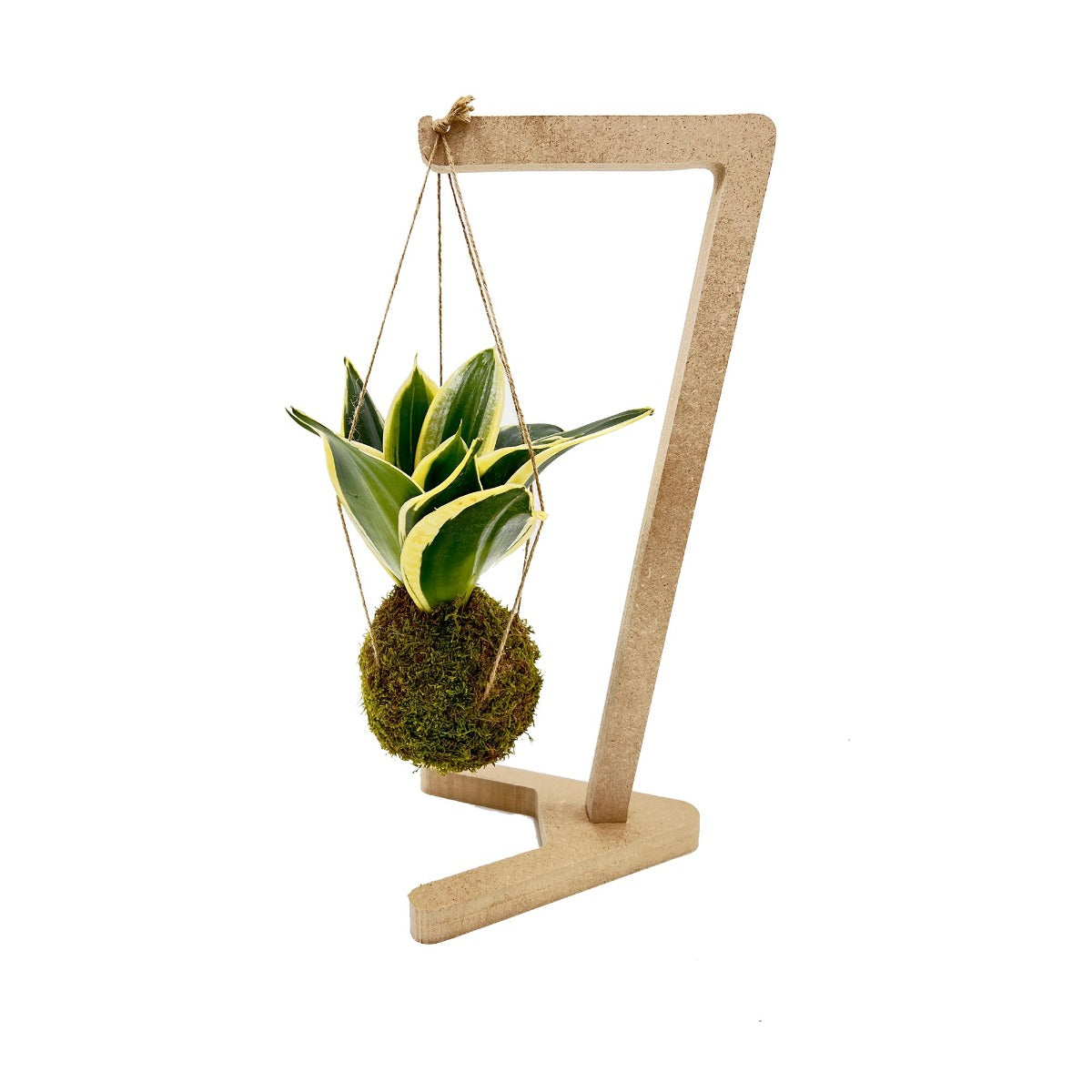 Kokedama di Sansevieria Trifasciata sospesa - kokedama-sansevieria-trifasciata-sospesa