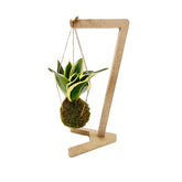 Kokedama di Sansevieria Trifasciata sospesa - kokedama-sansevieria-trifasciata-sospesa