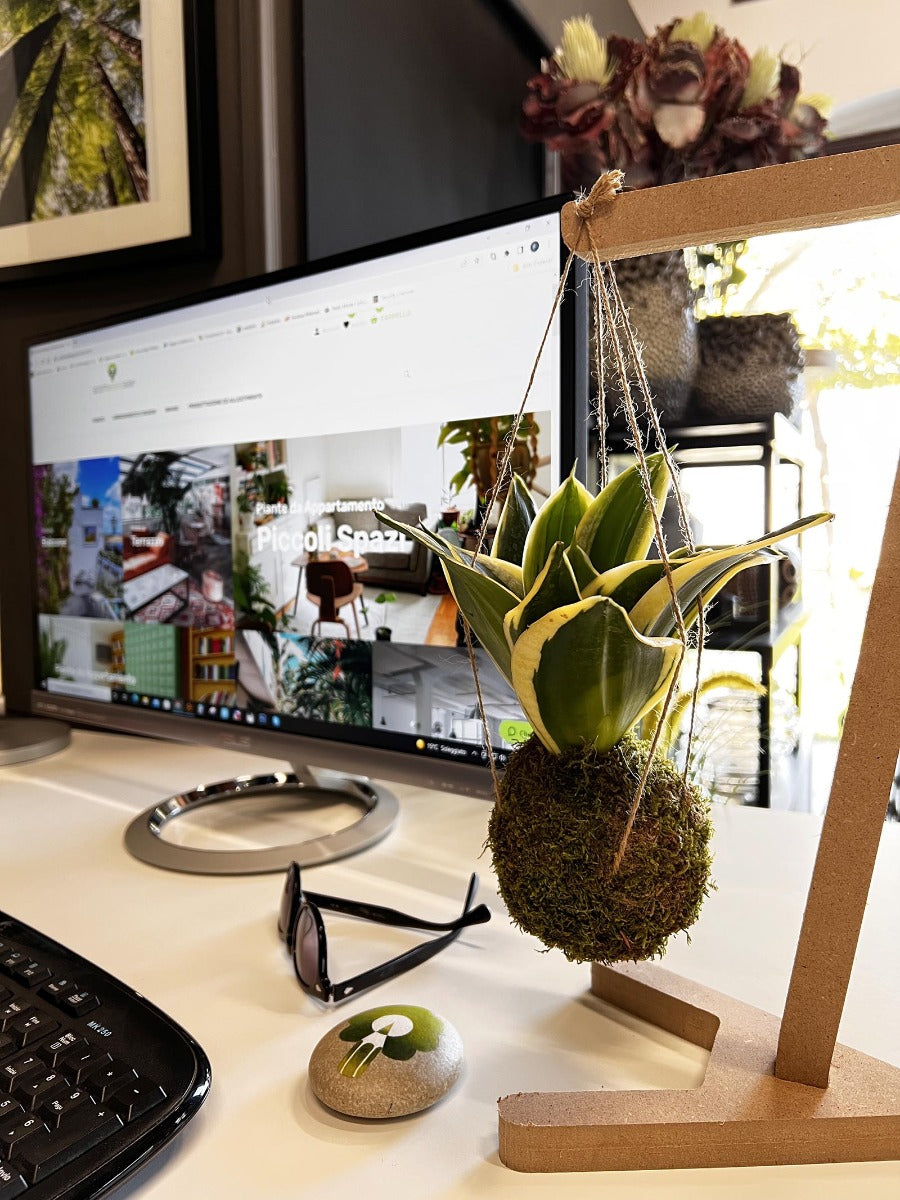 Kokedama di Sansevieria Trifasciata sospesa - kokedama-sansevieria-trifasciata-sospesa